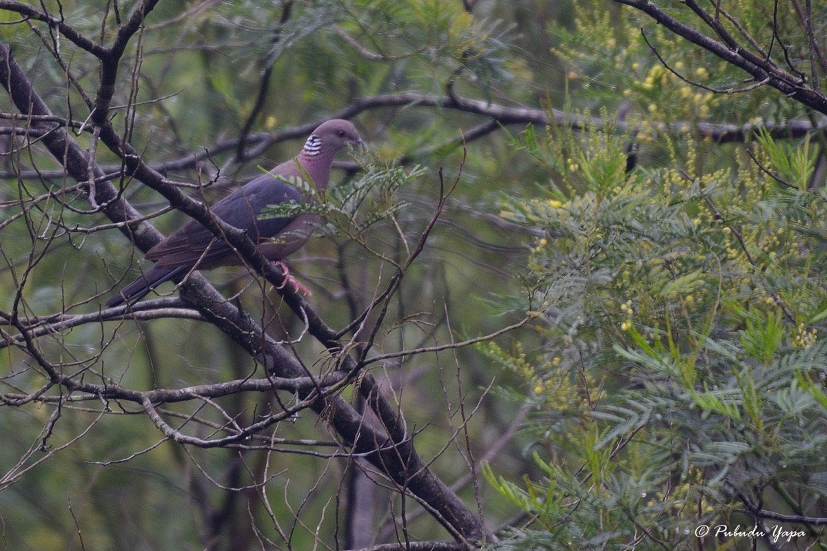 Columba torringtoniae Blyth & Kelaart, 1853